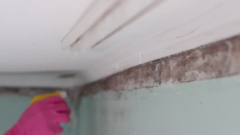 Best Mold Damage Restoration  in USA